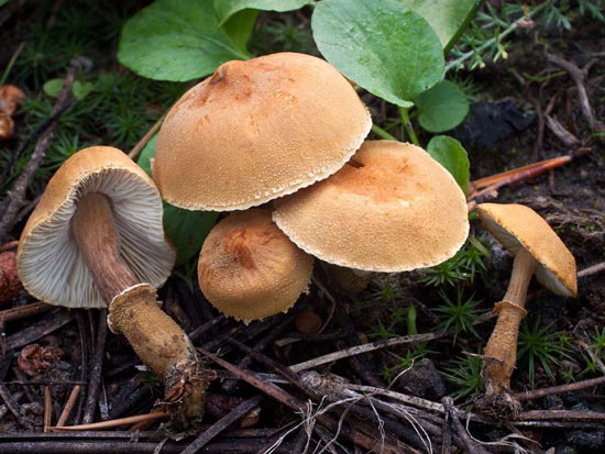 Cystoderma fallax - Mushroom Species Images