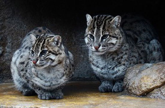 Iriomote Cat - wild cats - lynx | ფოცხვერი | focxveri