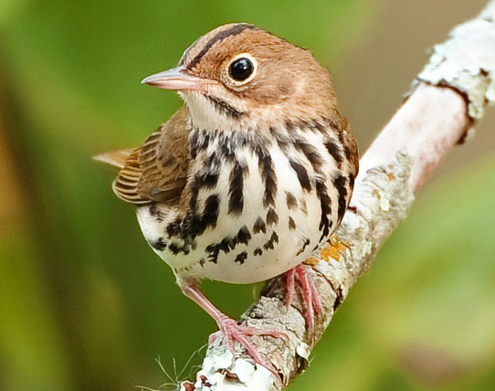 Ovenbird - Bird Species | Frinvelis jishebi | ფრინველის ჯიშები
