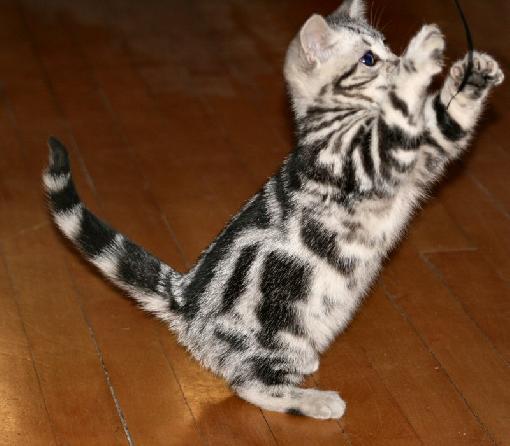 American Shorthair 2 - cat Breeds | კატის ჯიშები | katis jishebi