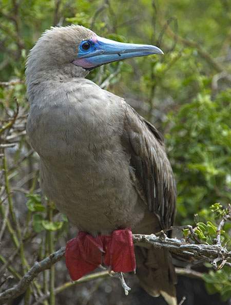 Red-footed Booby - Bird Species | Frinvelis jishebi | ფრინველის ჯიშები