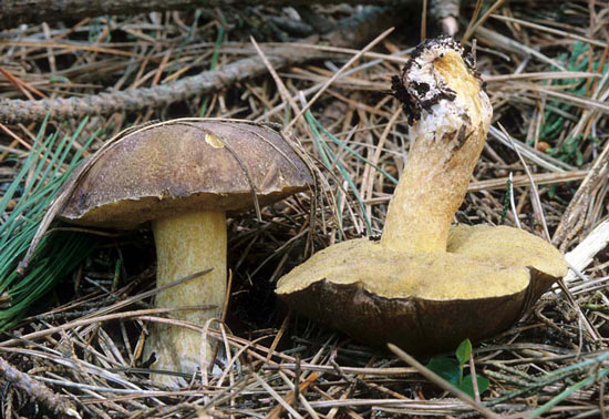 Suillus fuscotomentosus - Fungi species | sokos jishebi | სოკოს ჯიშები