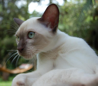 Tonkinese 2 - cat Breeds | კატის ჯიშები | katis jishebi