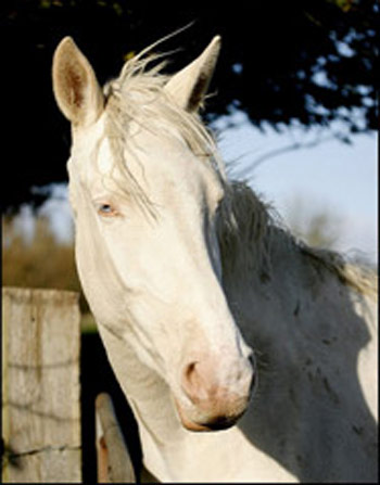 American Albino  - horse Breeds | ცხენის ჯიშები| cxenis jishebi