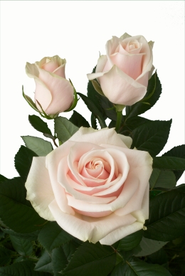 Talea - Rose Varieties | VARDI | ვარდი                                                                                                                
