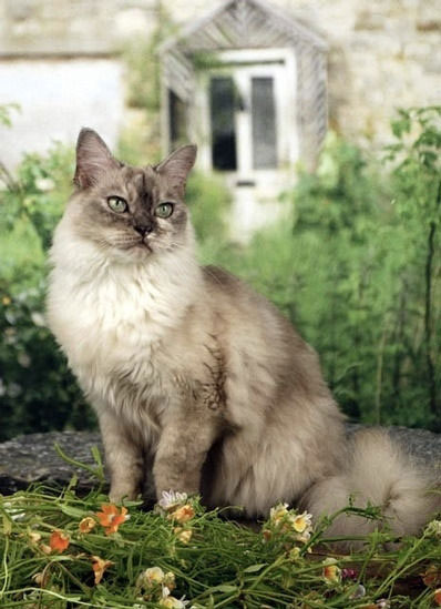 Asian (cat) - cat Breeds | კატის ჯიშები | katis jishebi