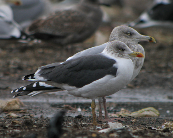 Lesser Black-backed Gull - Bird Species | Frinvelis jishebi | ფრინველის ჯიშები
