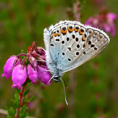 Silver-studded Blue - Butterfly species | PEPLIS JISHEBI | პეპლის ჯიშები