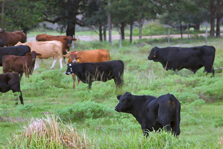 Commercial Cattle - COW BREEDS | DZROXIS JISHEBI | ძროხის ჯიშები