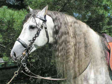 ცხენი Andalusian - ის სურათი