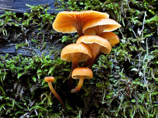 Xeromphalina campanella - Mushroom Species Images