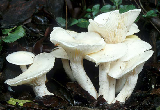 Hygrophorus eburneus - Mushroom Species Images