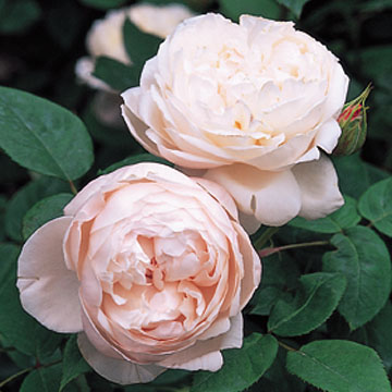 St. Cecilia - Rose Varieties | VARDI | ვარდი                                                                                                                
