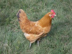 Catalana - chicken Breeds | ქათმის ჯიშები | qatmis jishebi