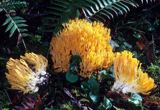 Ramaria sandaracina var. chondrobasis - Mushroom Species Images