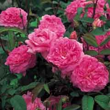 The Mayflower, Hedging - Rose Varieties | VARDI | ვარდი                                                                                                                