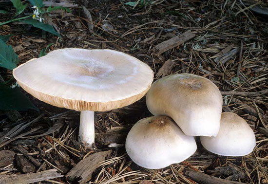 Pluteus petasatus - Fungi species | sokos jishebi | სოკოს ჯიშები