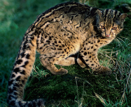 Marbled Cat - wild cats - lynx | ფოცხვერი | focxveri