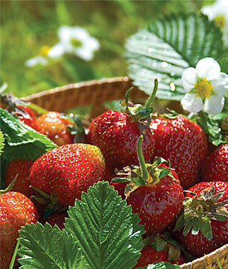 Jewel - Strawberry Varieties