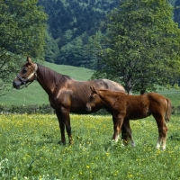 Einsiedler 1 - horse Breeds | ცხენის ჯიშები| cxenis jishebi