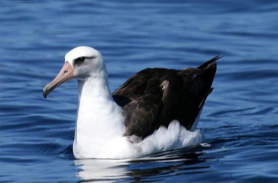 Laysan Albatross - Bird Species | Frinvelis jishebi | ფრინველის ჯიშები