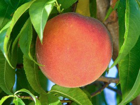 FlavrBurst - Peach Varieties