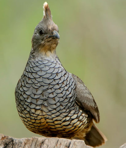 Scaled Quail - Bird Species | Frinvelis jishebi | ფრინველის ჯიშები