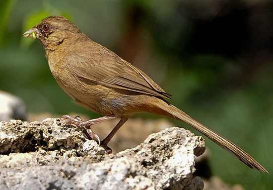 Abert's Towhee - Bird Species | Frinvelis jishebi | ფრინველის ჯიშები