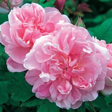 Cottage Rose - Rose Varieties | VARDI | ვარდი                                                                                                                