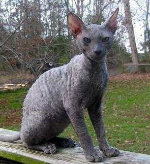 Cornish Rex 2 - cat Breeds | კატის ჯიშები | katis jishebi