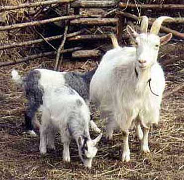 Göingeget Goat - goats Breeds | txis jishebi | თხის ჯიშები