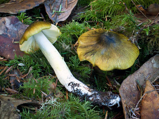 Tricholoma sejunctum - Mushroom Species Images