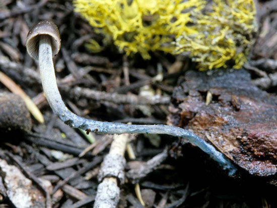 Mycena amicta - Fungi species | sokos jishebi | სოკოს ჯიშები