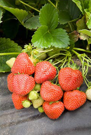 Malling Pearl - Strawberry Varieties