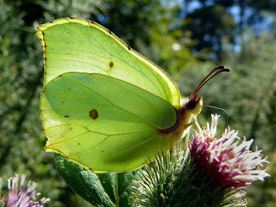Brimstone Butterflies - Butterfly species | PEPLIS JISHEBI | პეპლის ჯიშები