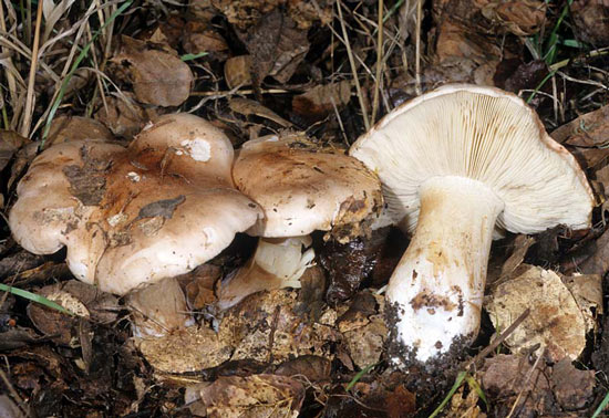 Tricholoma dryophilum - Mushroom Species Images