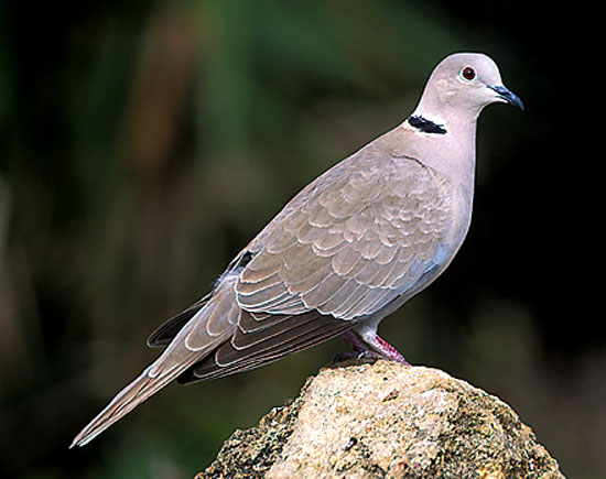 Eurasian Collared-Dove - Bird Species | Frinvelis jishebi | ფრინველის ჯიშები