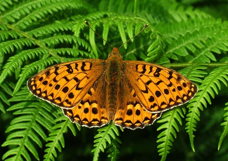 Dark Green Fritillary - Butterfly species | PEPLIS JISHEBI | პეპლის ჯიშები