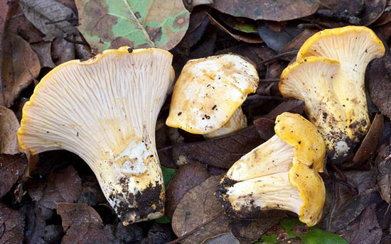 Cantharellus californicus - Mushroom Species Images