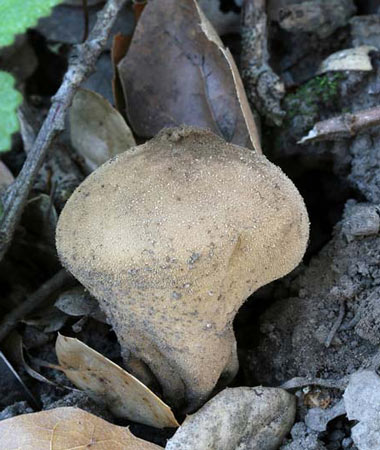 Lycoperdon molle - Fungi species | sokos jishebi | სოკოს ჯიშები