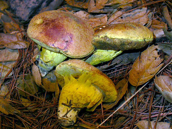 Pulveroboletus ravenelii - Mushroom Species Images