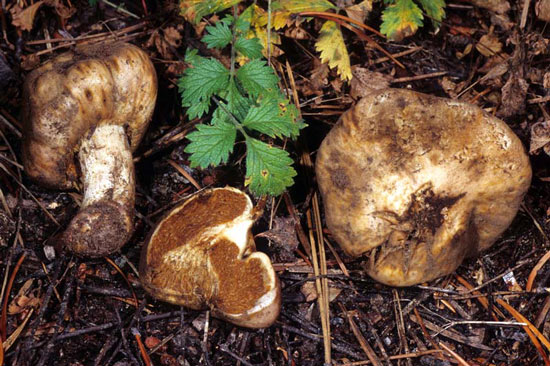 Thaxterogaster pingue - Fungi species | sokos jishebi | სოკოს ჯიშები