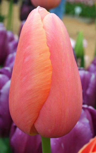 Menton -                                                         Species Tulip| TITA | ტიტა                                                        