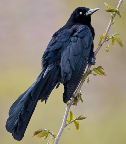 Great-tailed Grackle - Bird Species | Frinvelis jishebi | ფრინველის ჯიშები
