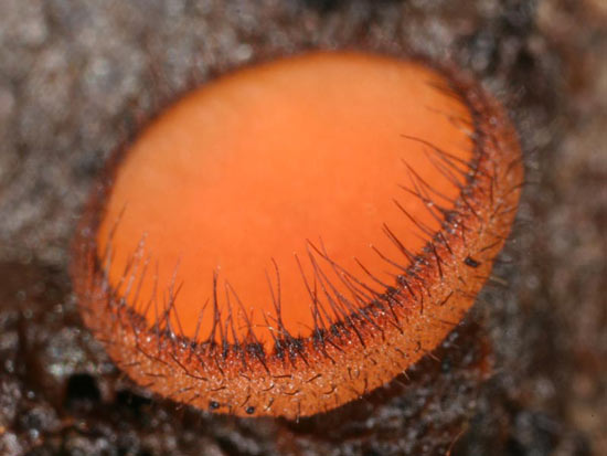 Eyelash Cup Fungus: Scutellinia scutellata - Fungi species | sokos jishebi | სოკოს ჯიშები