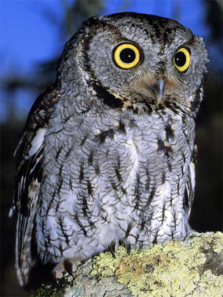Western Screech-Owl - Bird Species | Frinvelis jishebi | ფრინველის ჯიშები