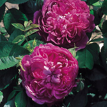Reine des Violettes - Rose Varieties | VARDI | ვარდი                                                                                                                