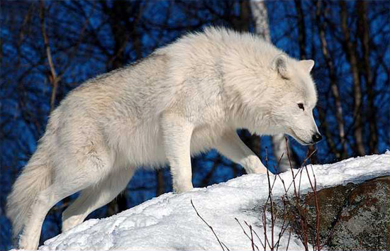 arctic animals arctic wolf