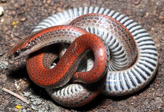 Contia tenuis - Sharp-tailed Snake - snake species | gveli | გველი