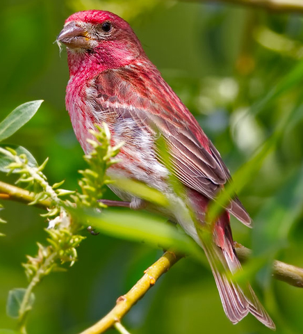 Purple Finch - Bird Species | Frinvelis jishebi | ფრინველის ჯიშები